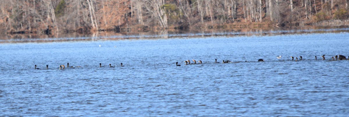 Ubarroi belarriduna - ML646234059