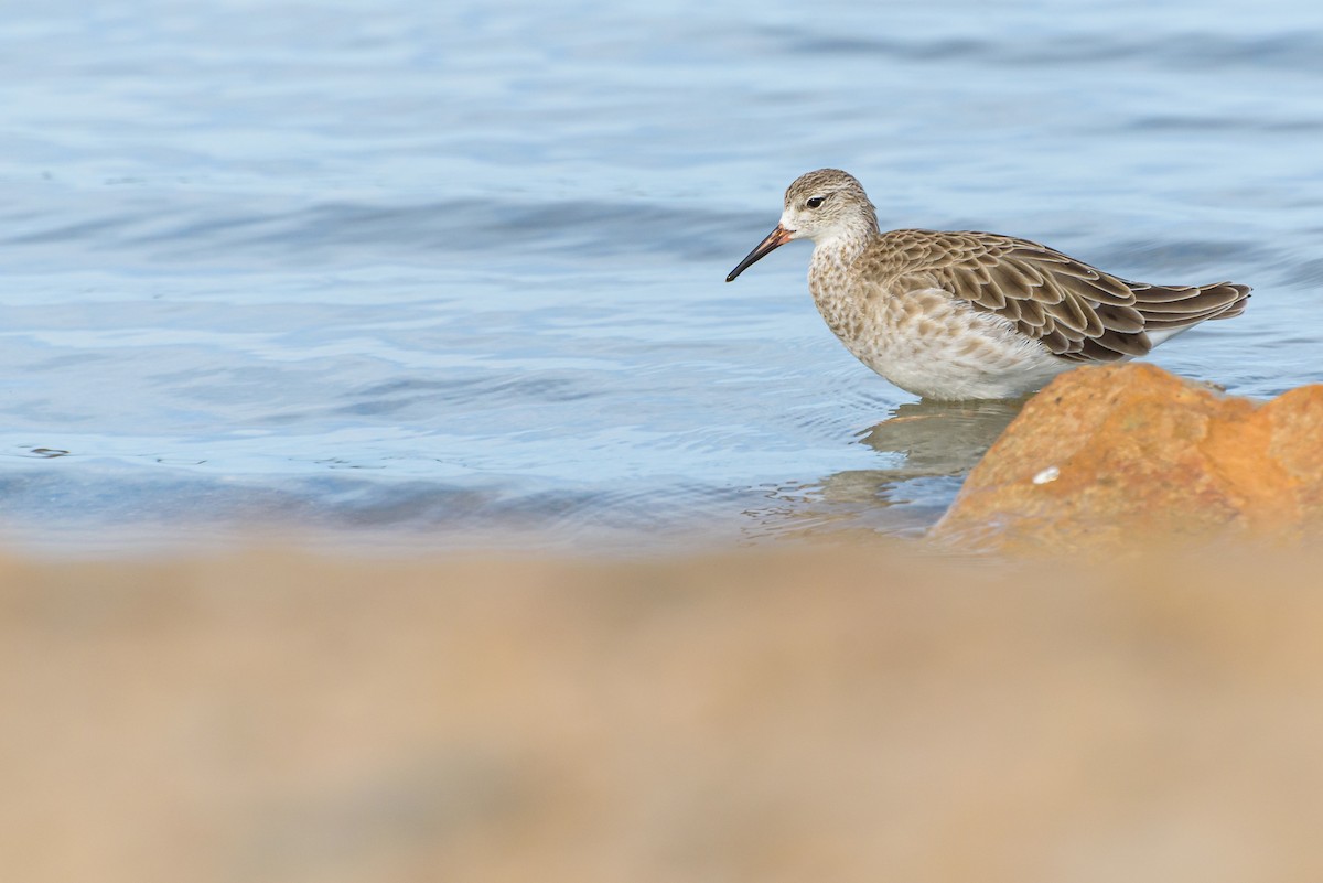 Borrokalaria - ML646234060