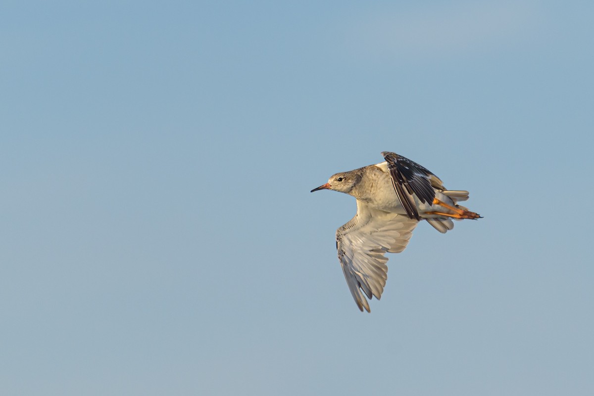 Borrokalaria - ML646234063