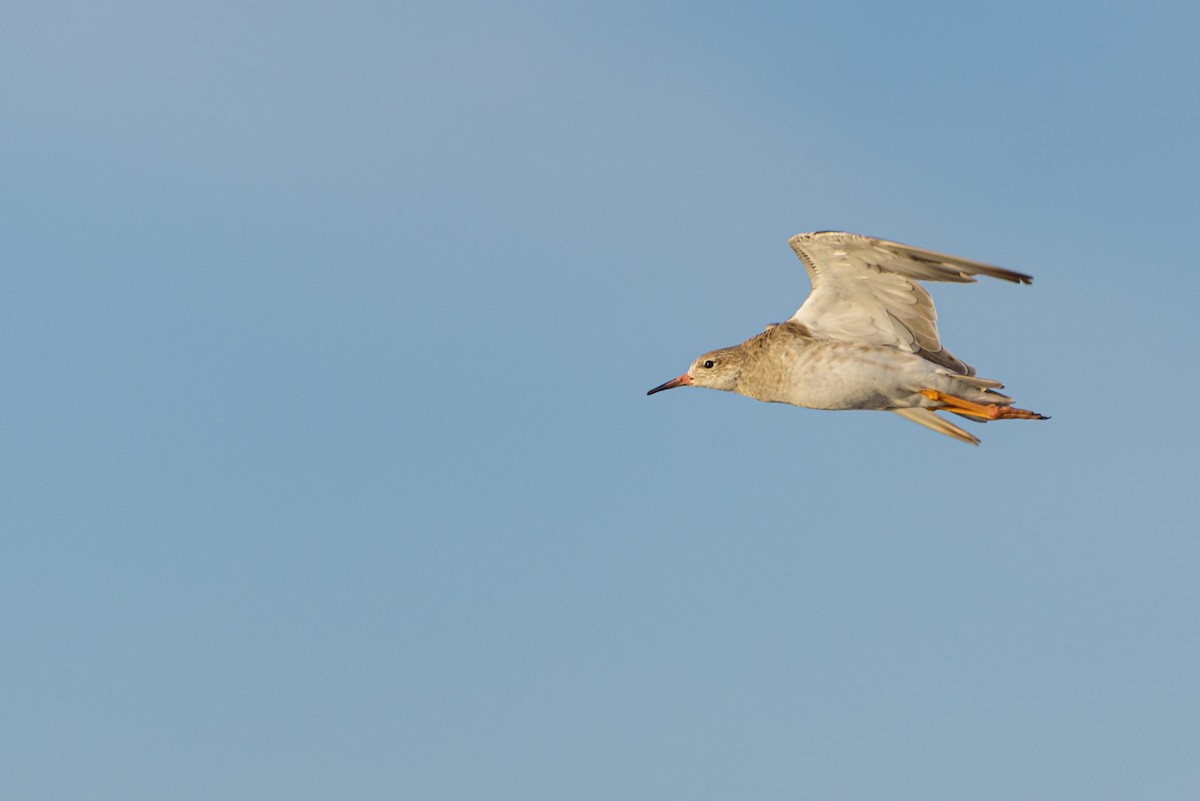 Borrokalaria - ML646234064