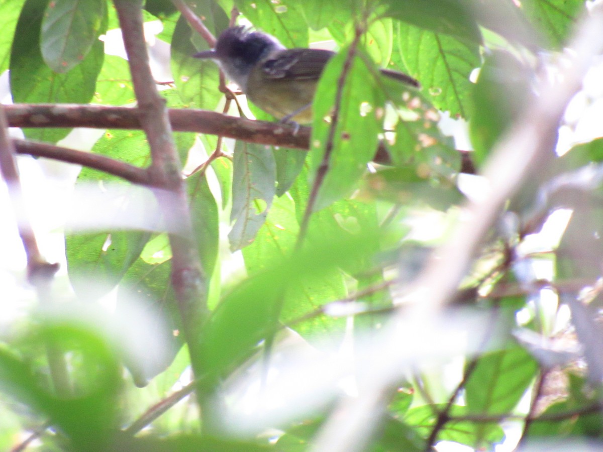 Plain Antvireo - ML646234065