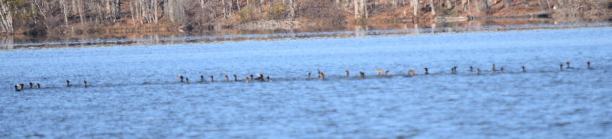 Ubarroi belarriduna - ML646234067