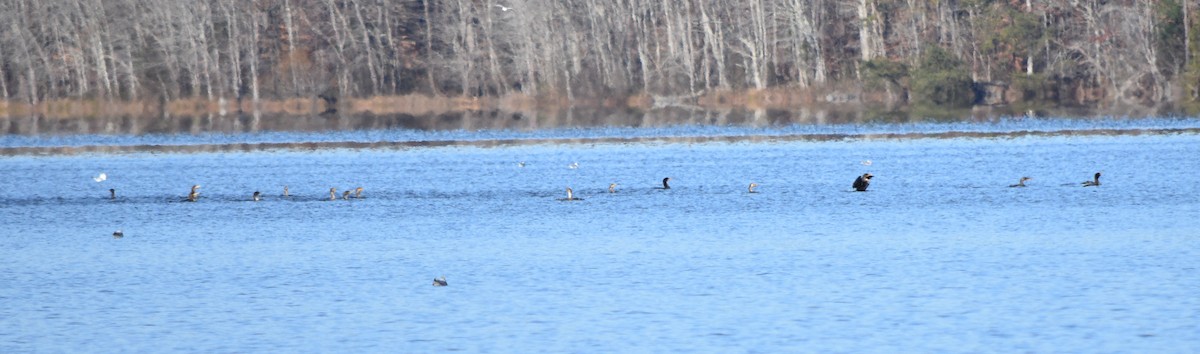 Ubarroi belarriduna - ML646234068