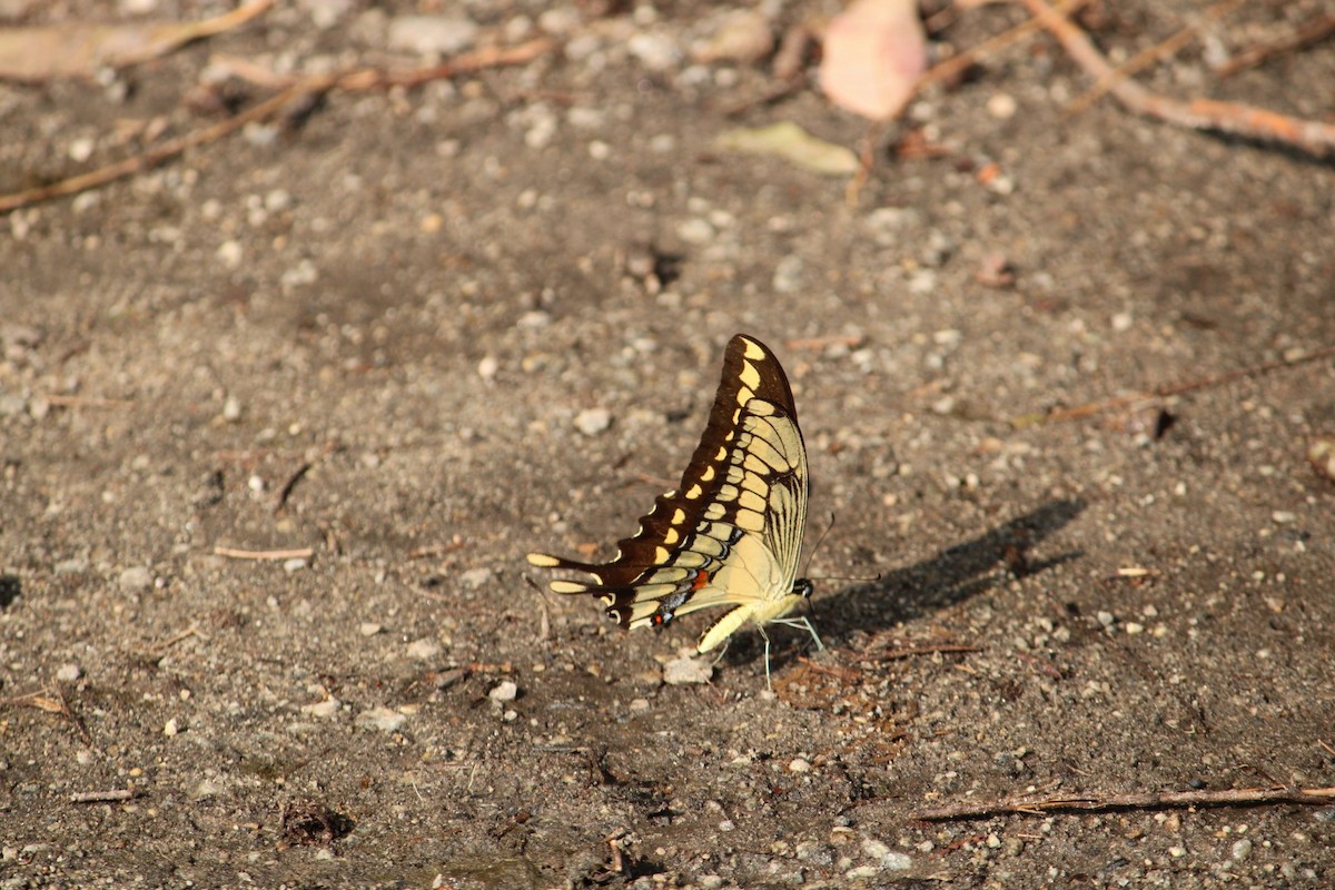 Thoas Swallowtail - ML646234069