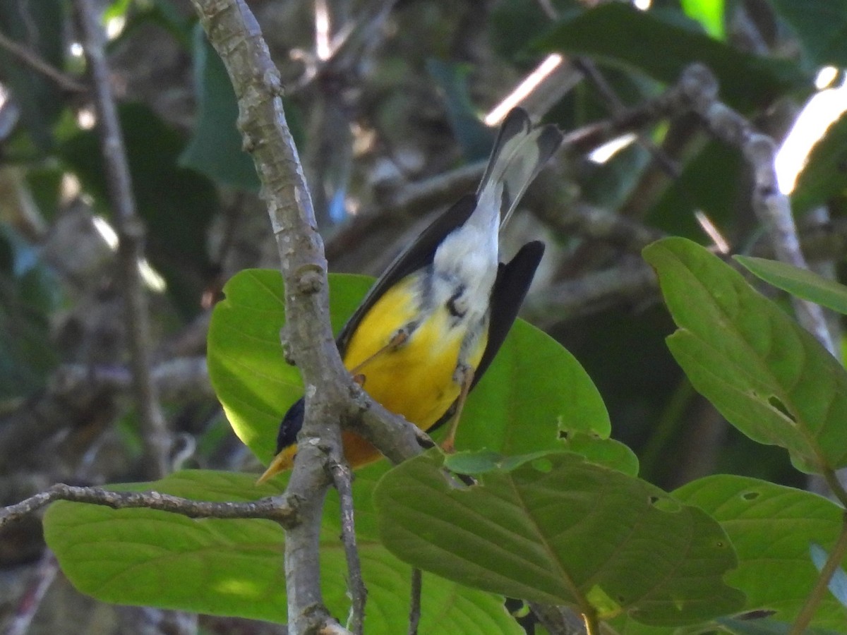 Tropical Parula - ML646234070
