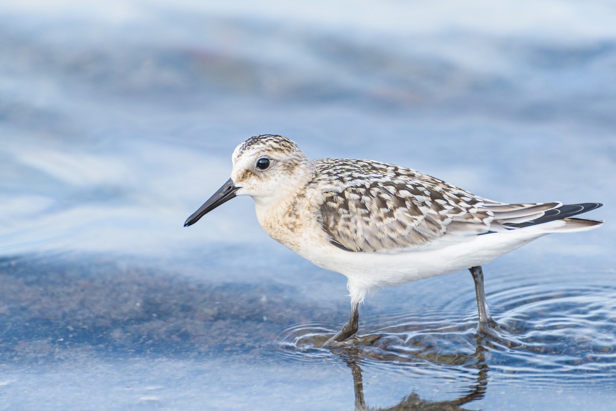 Txirri zuria - ML646234071