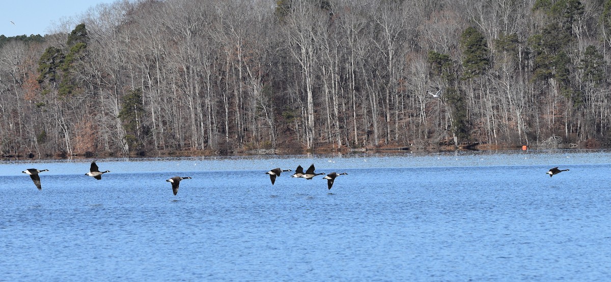 Ubarroi belarriduna - ML646234073