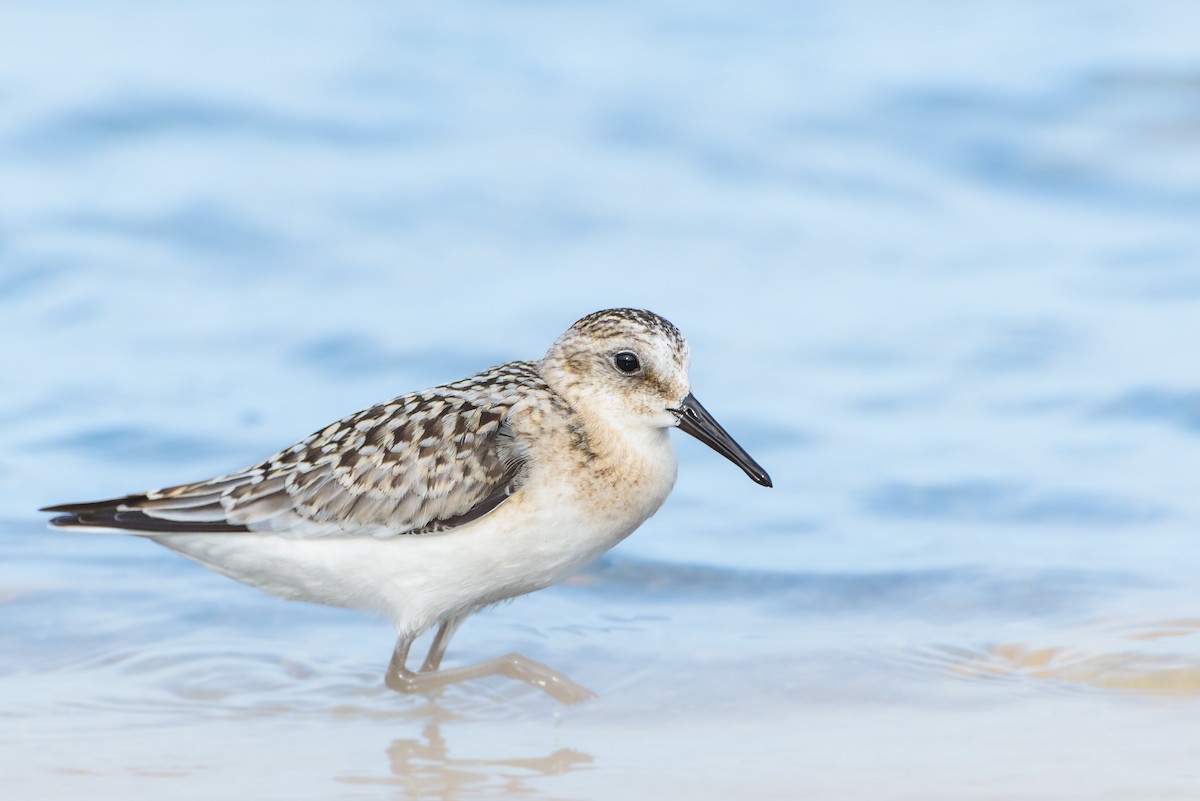 Txirri zuria - ML646234074