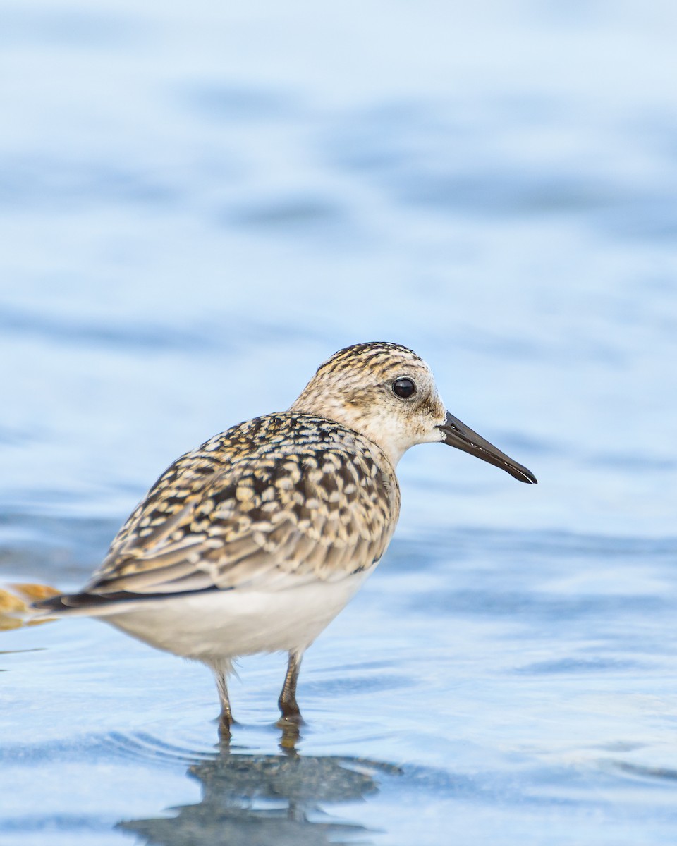 Txirri zuria - ML646234075