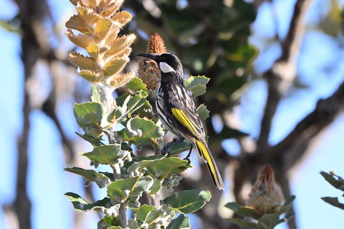 medosavka bělolící - ML646234076