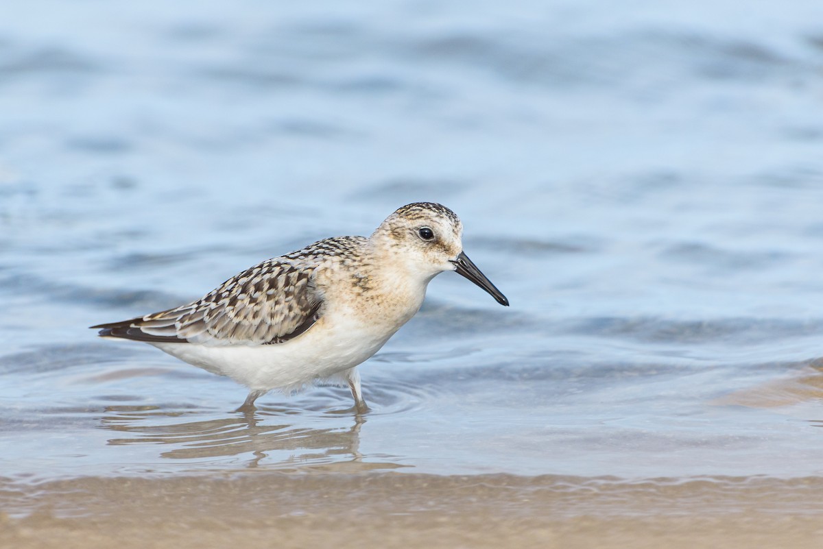 Txirri zuria - ML646234077