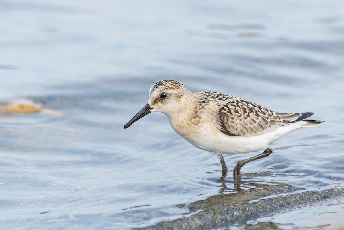 Txirri zuria - ML646234078