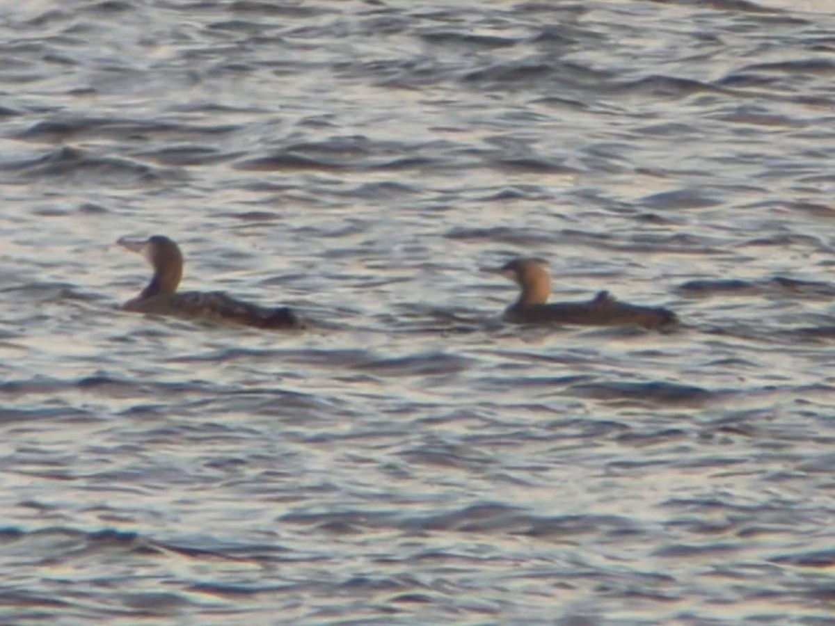 Pacific Loon - ML646234080