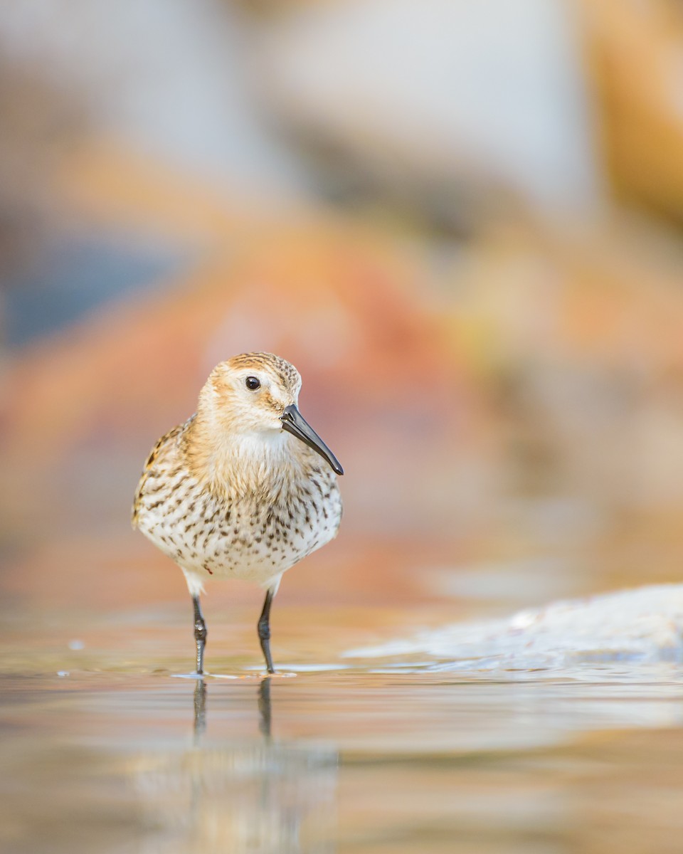 Txirri arrunta - ML646234082