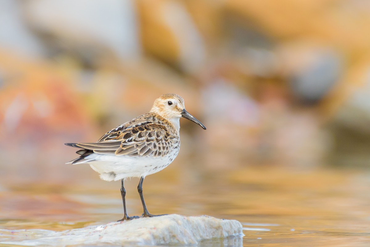 Txirri arrunta - ML646234084