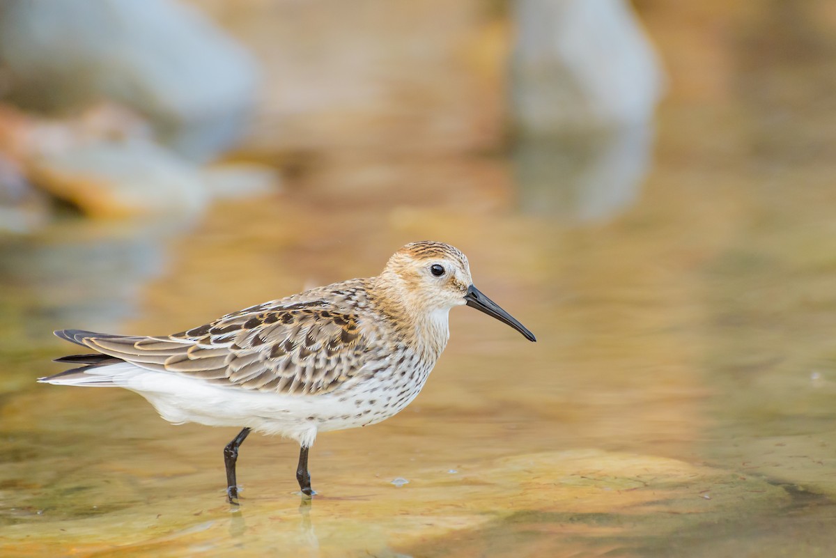 Txirri arrunta - ML646234087