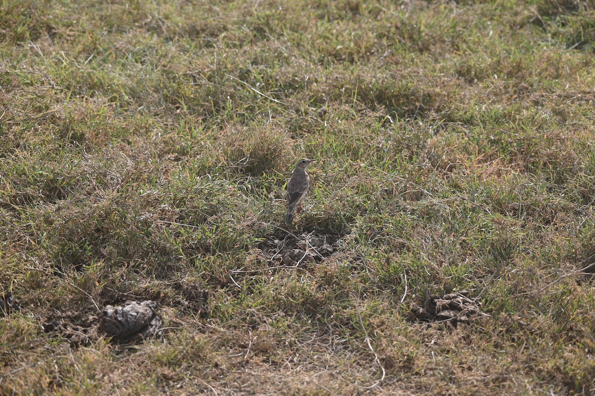 Plain-backed Pipit - ML646234088