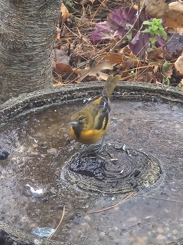 Turpial de Baltimore - ML646234106