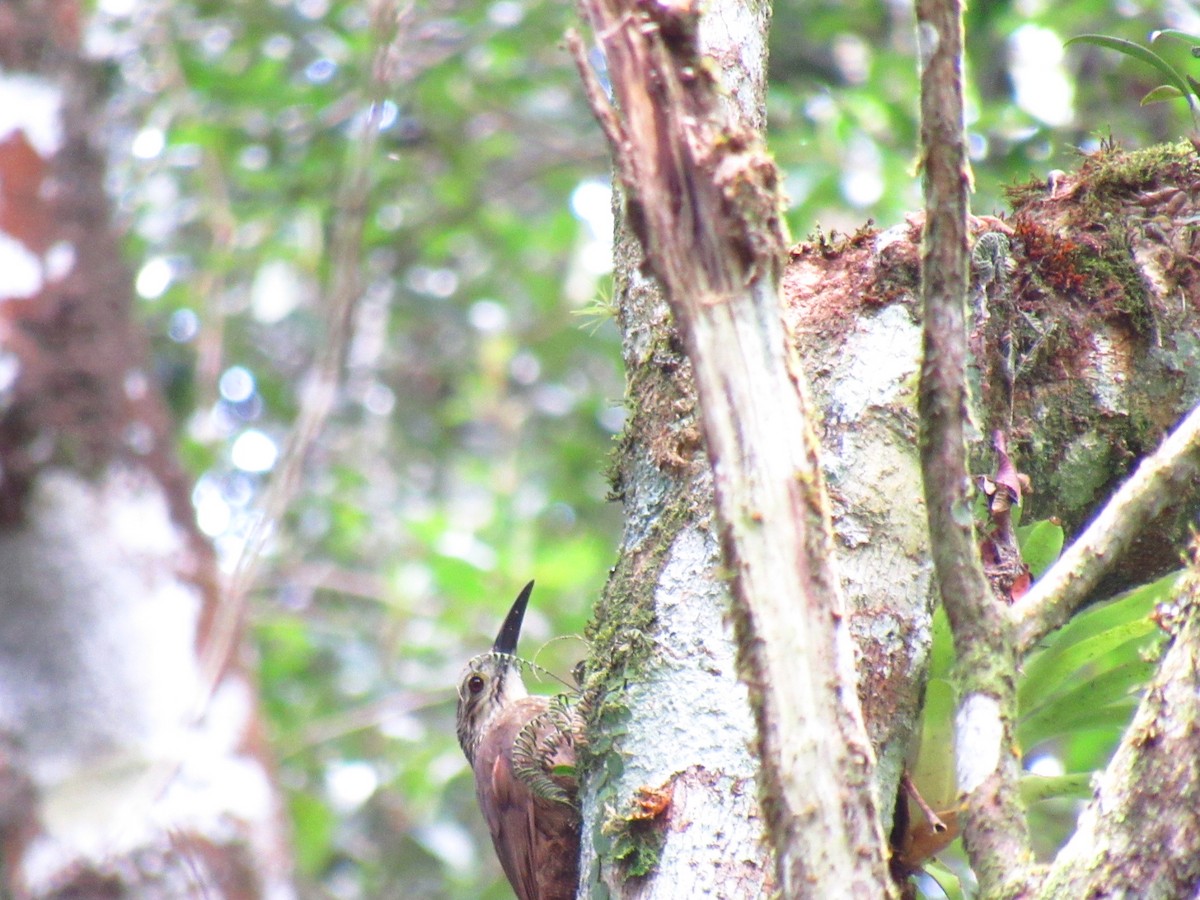 hvitstrupetreløper - ML646234107