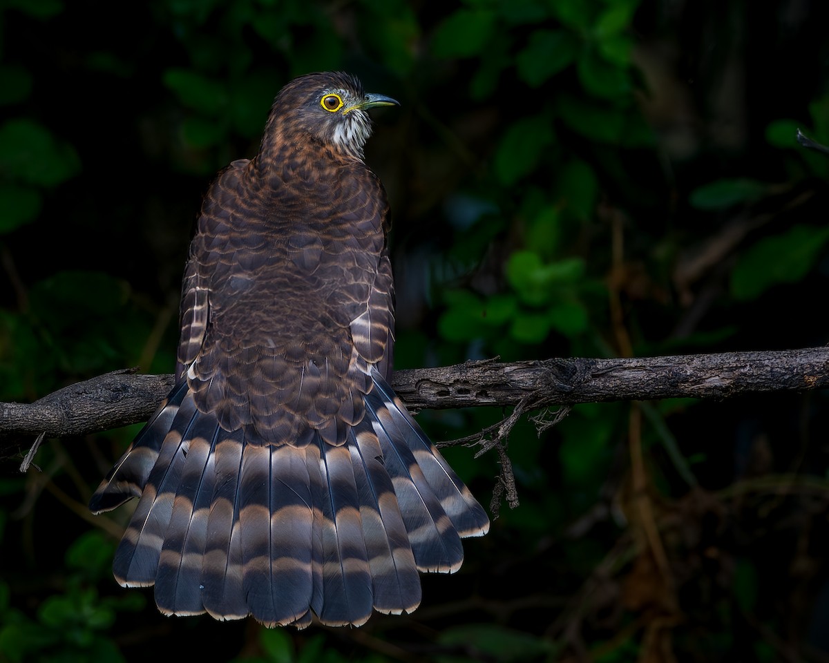 Large Hawk-Cuckoo - ML646234111