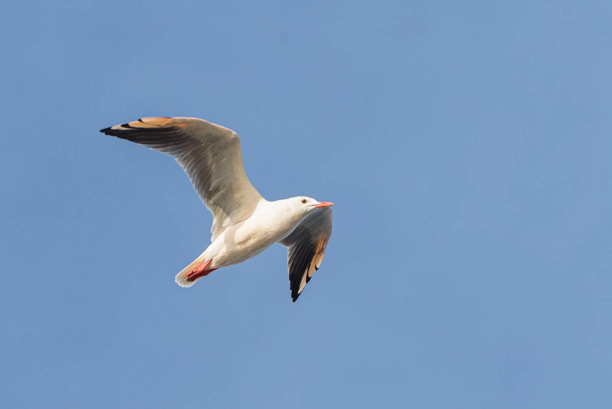 Slender-billed Gull - ML646234112