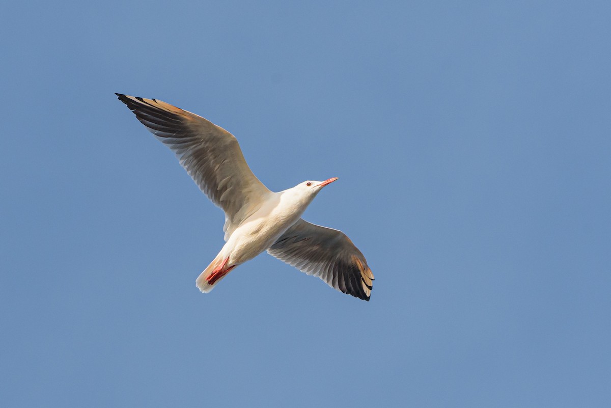 Slender-billed Gull - ML646234113