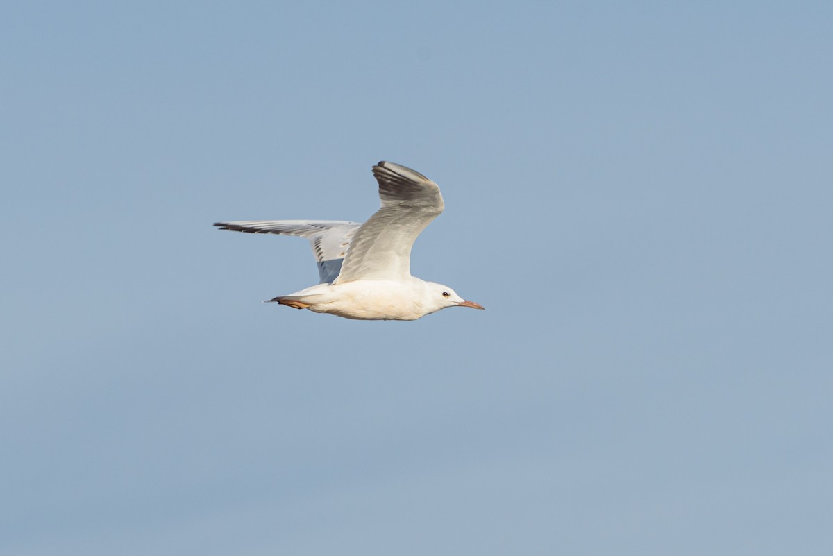 Slender-billed Gull - ML646234115