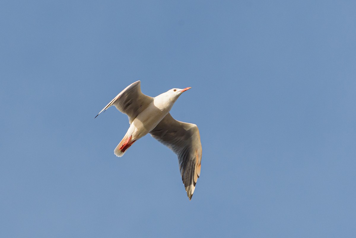 Slender-billed Gull - ML646234116