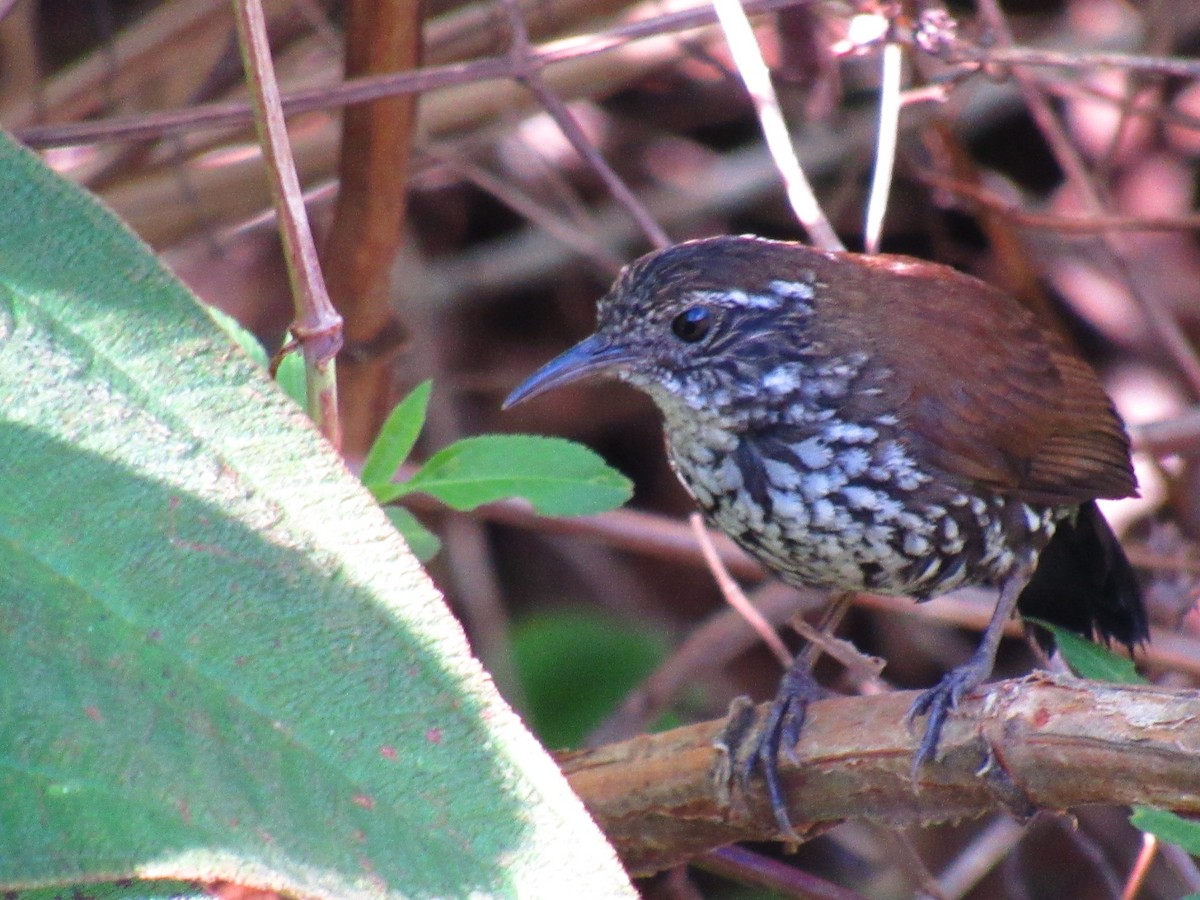 Sharp-tailed Streamcreeper - ML646234117