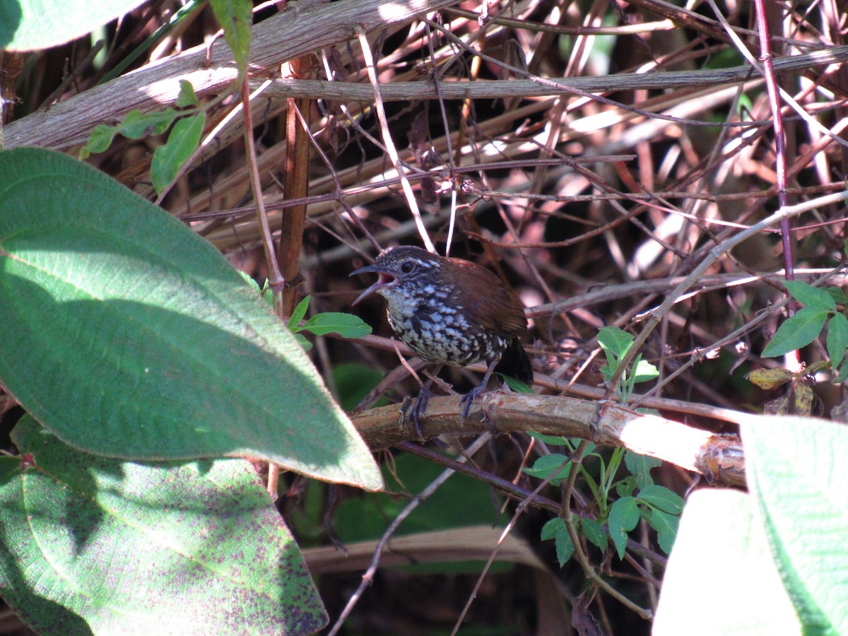 Sharp-tailed Streamcreeper - ML646234118