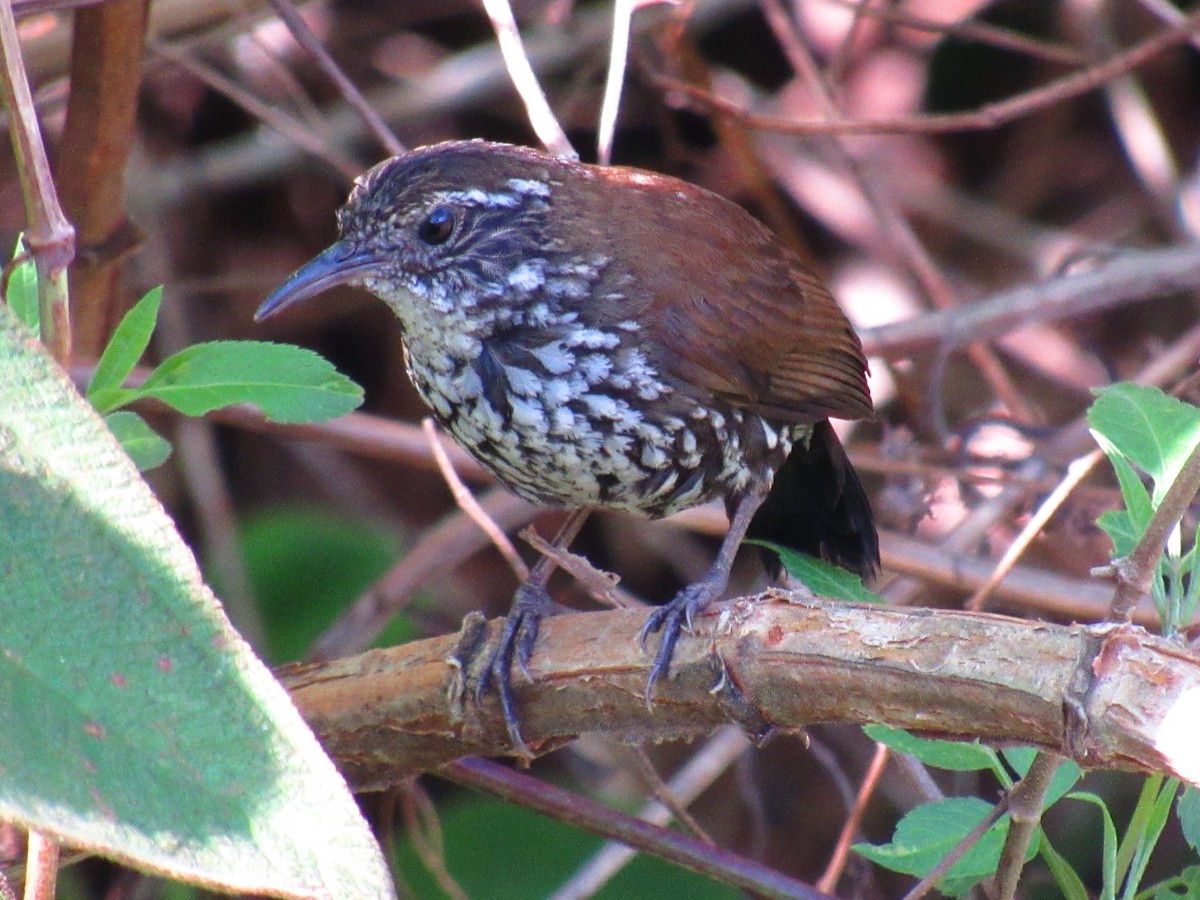 Sharp-tailed Streamcreeper - ML646234119