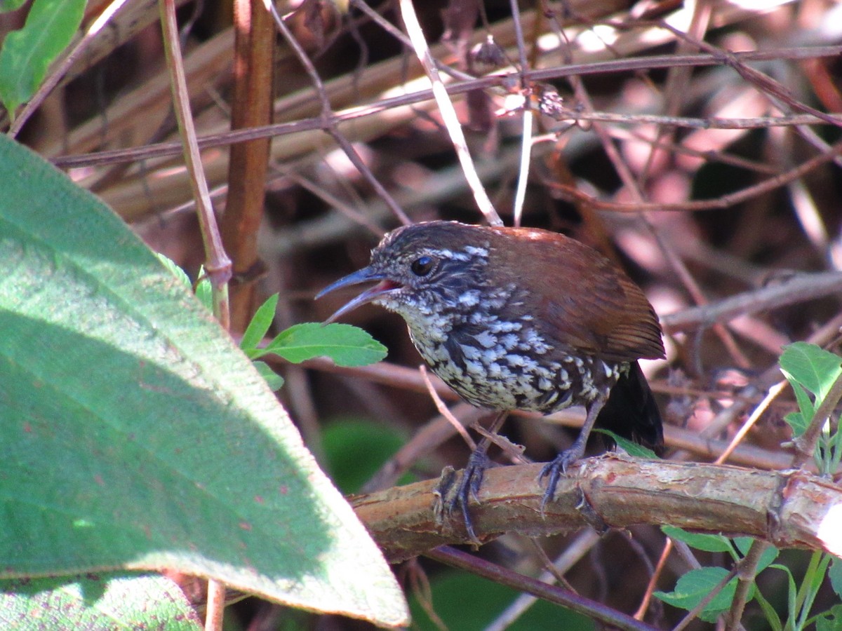 Sharp-tailed Streamcreeper - ML646234120