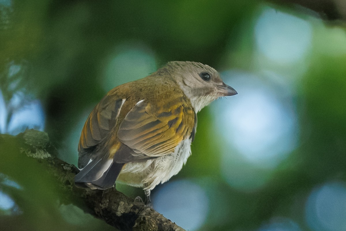 Bıyıklı Büyük Balkılavuzu [minor grubu] - ML646234122