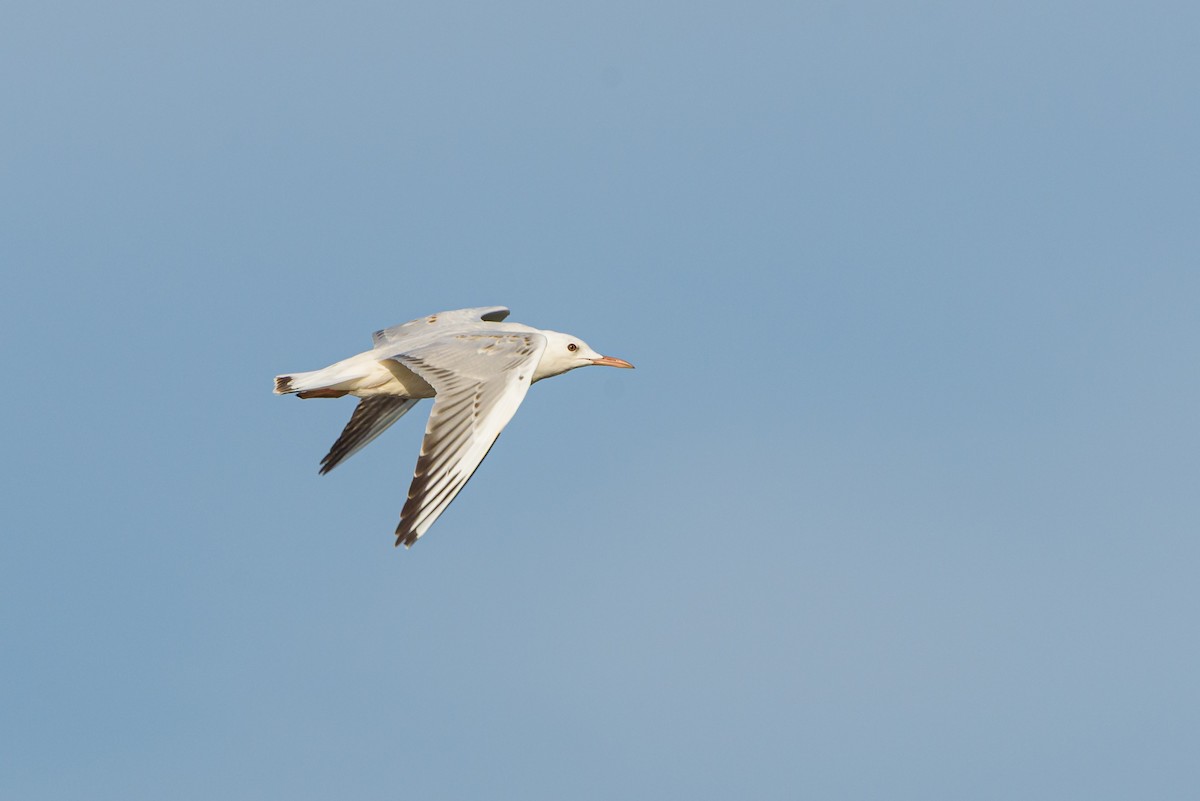 Slender-billed Gull - ML646234123