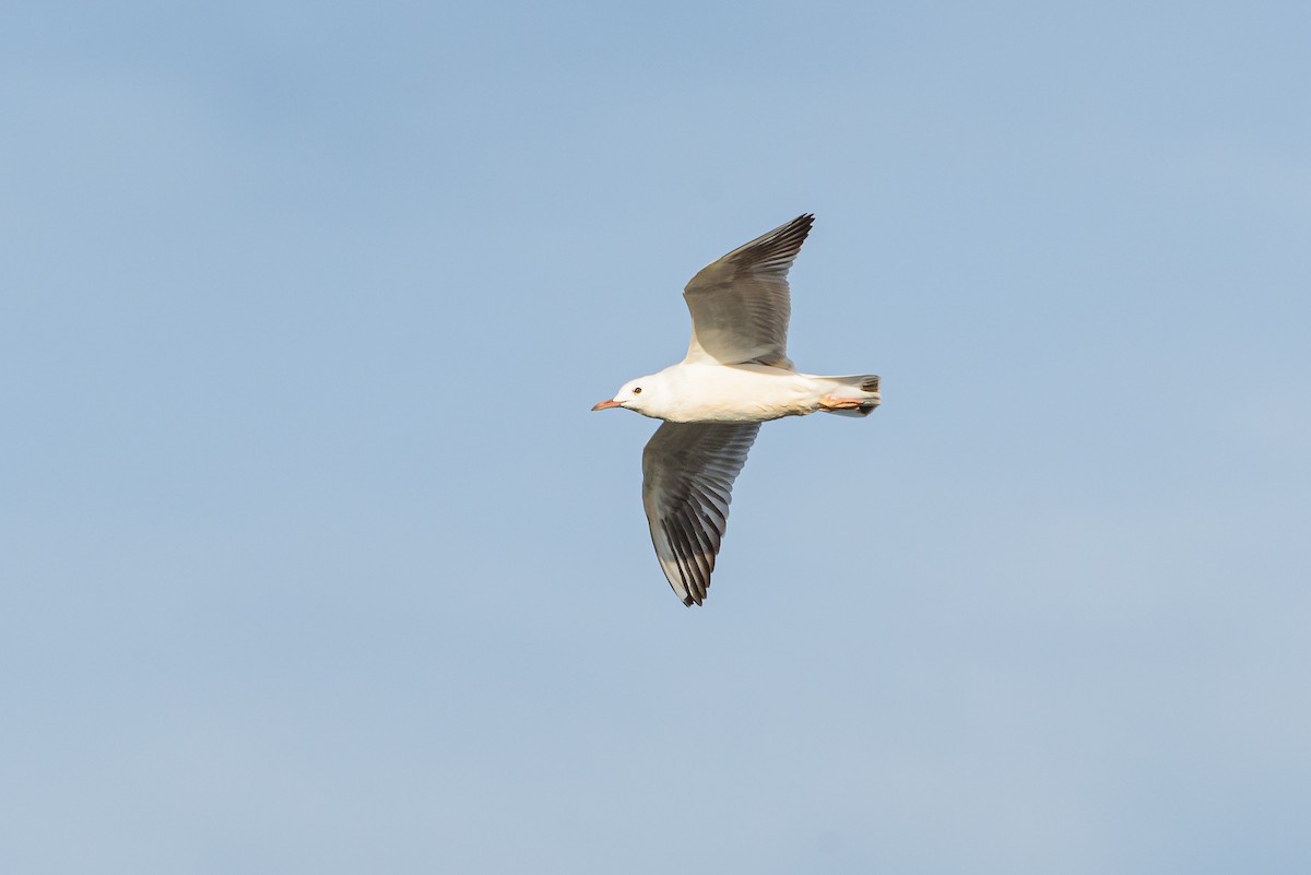 Slender-billed Gull - ML646234124