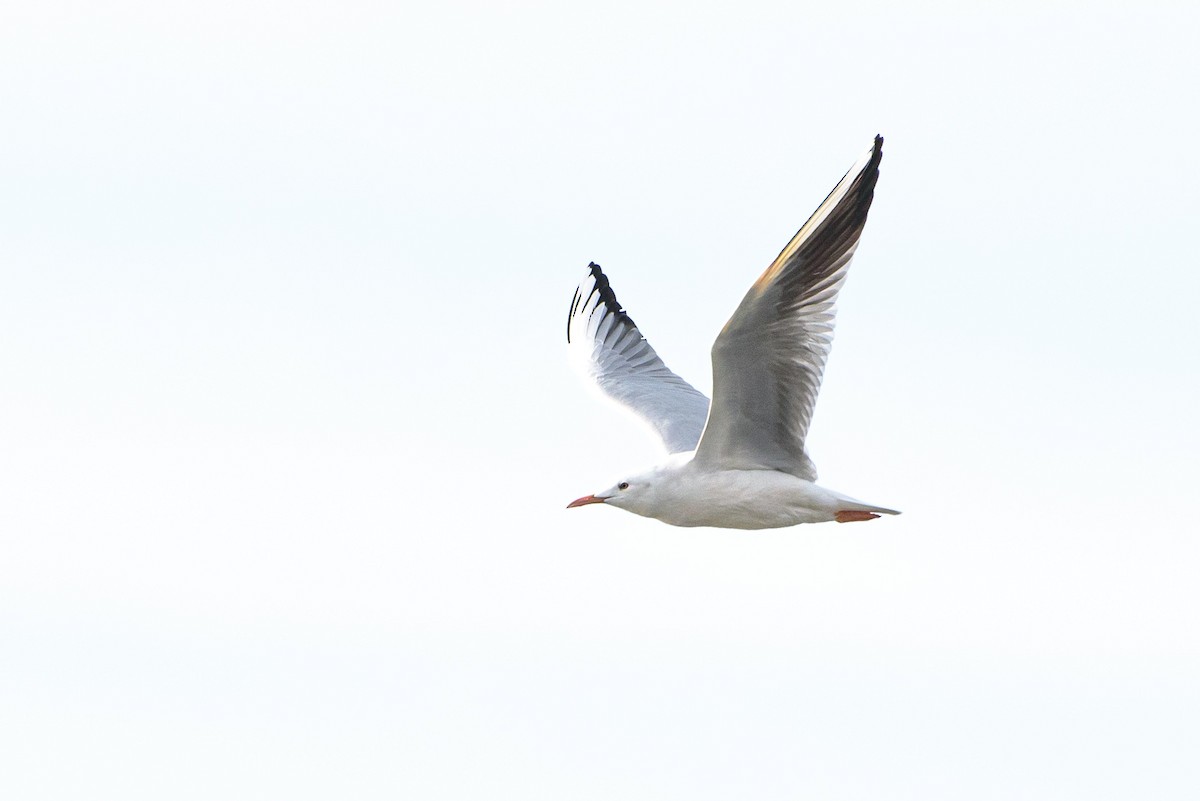 Slender-billed Gull - ML646234127