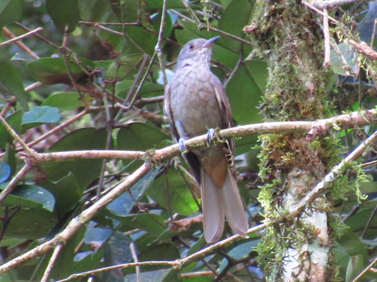 Cinnamon-vented Piha - ML646234131