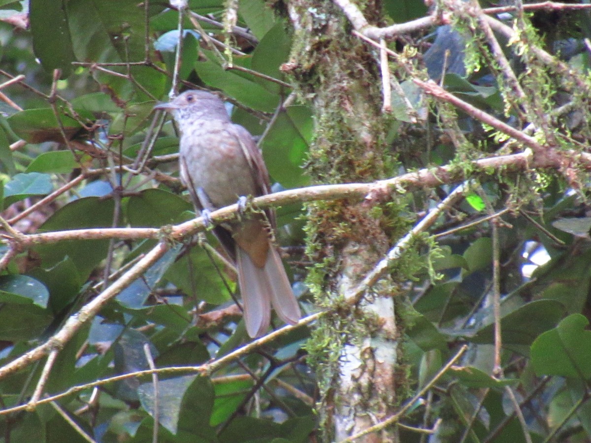 Cinnamon-vented Piha - ML646234132