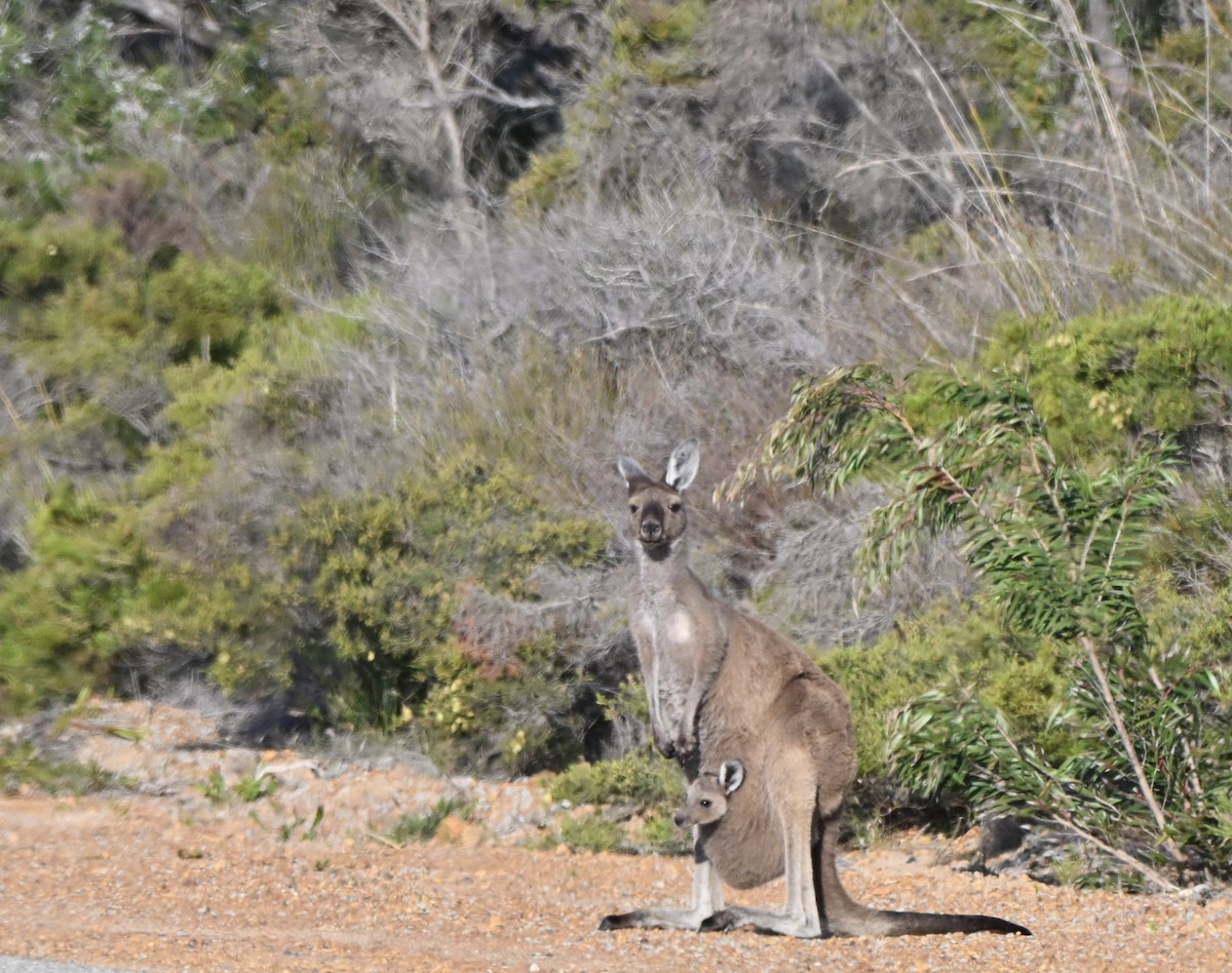 Animals - ML646234138