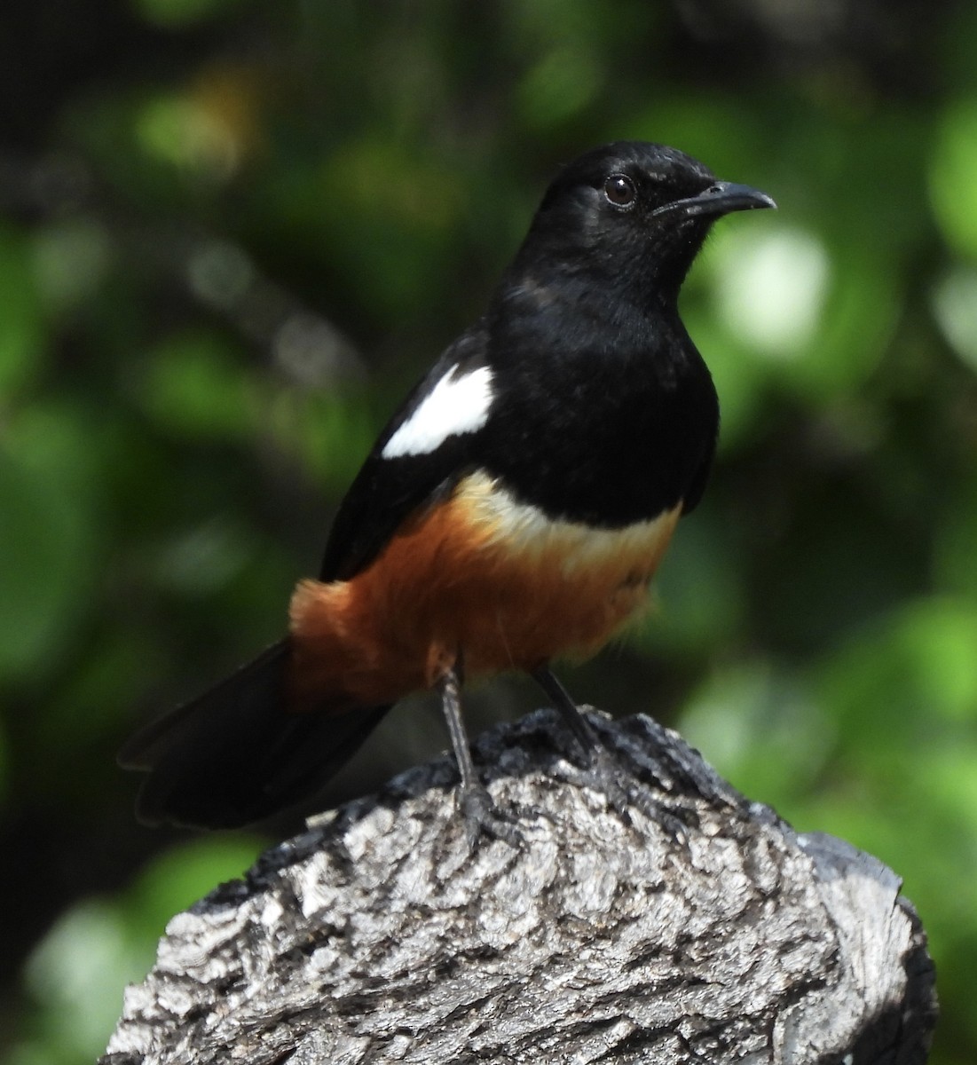 Mocking Cliff-Chat - ML646234141