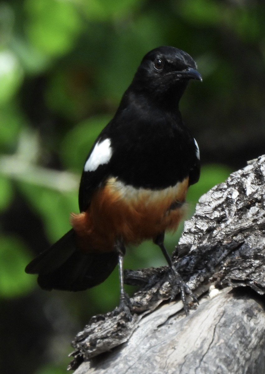 Mocking Cliff-Chat - ML646234142