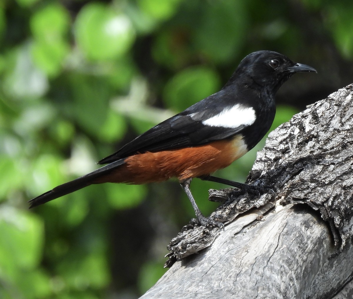 Mocking Cliff-Chat - ML646234143