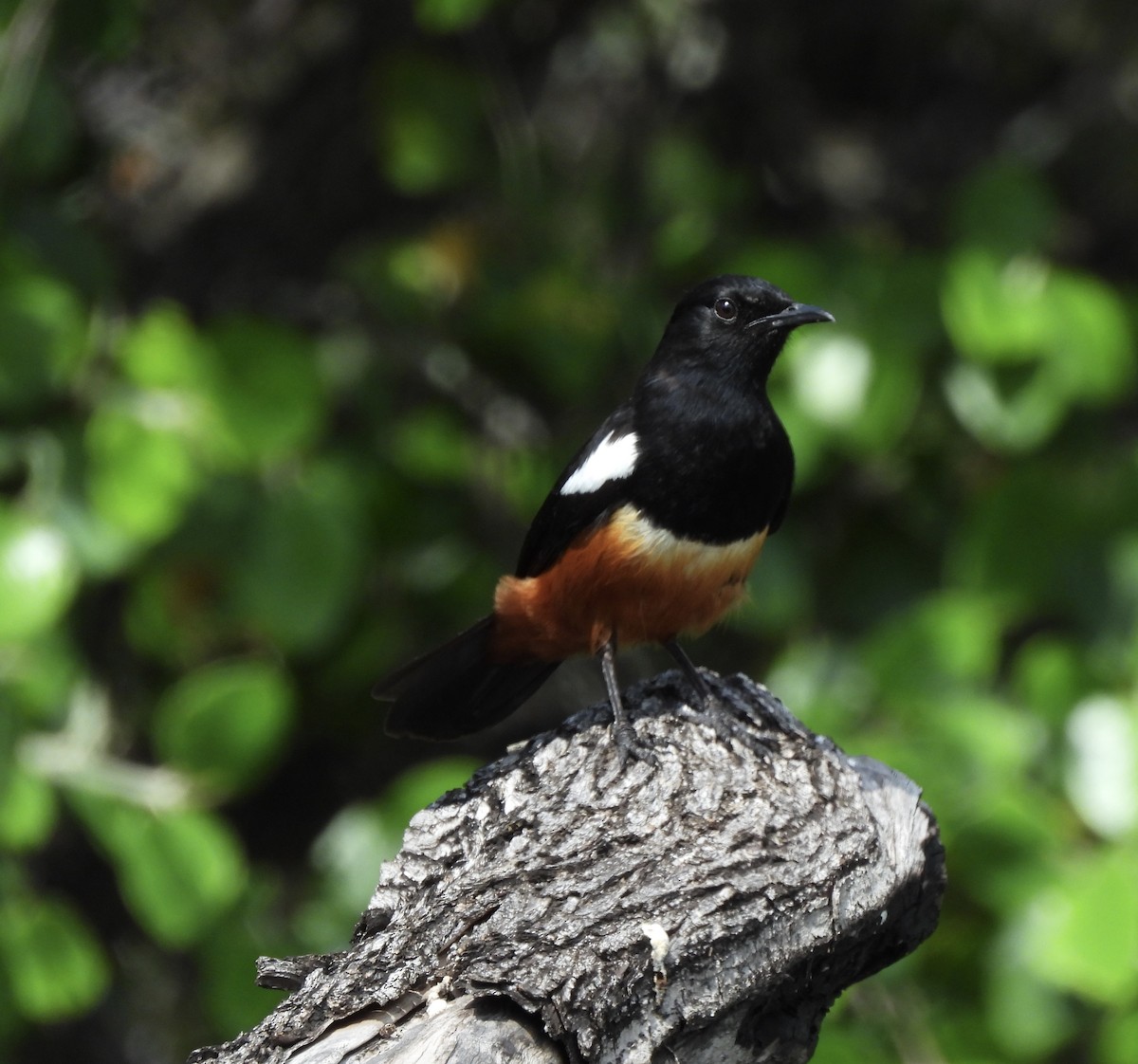 Mocking Cliff-Chat - ML646234144