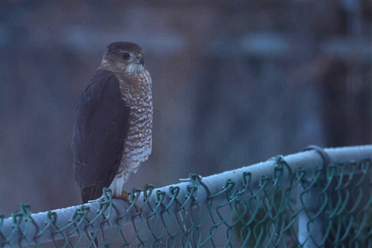 Cooper's Hawk - ML646234145