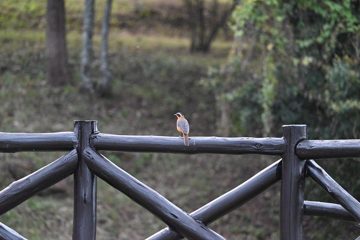 White-browed Robin-Chat - ML646234146