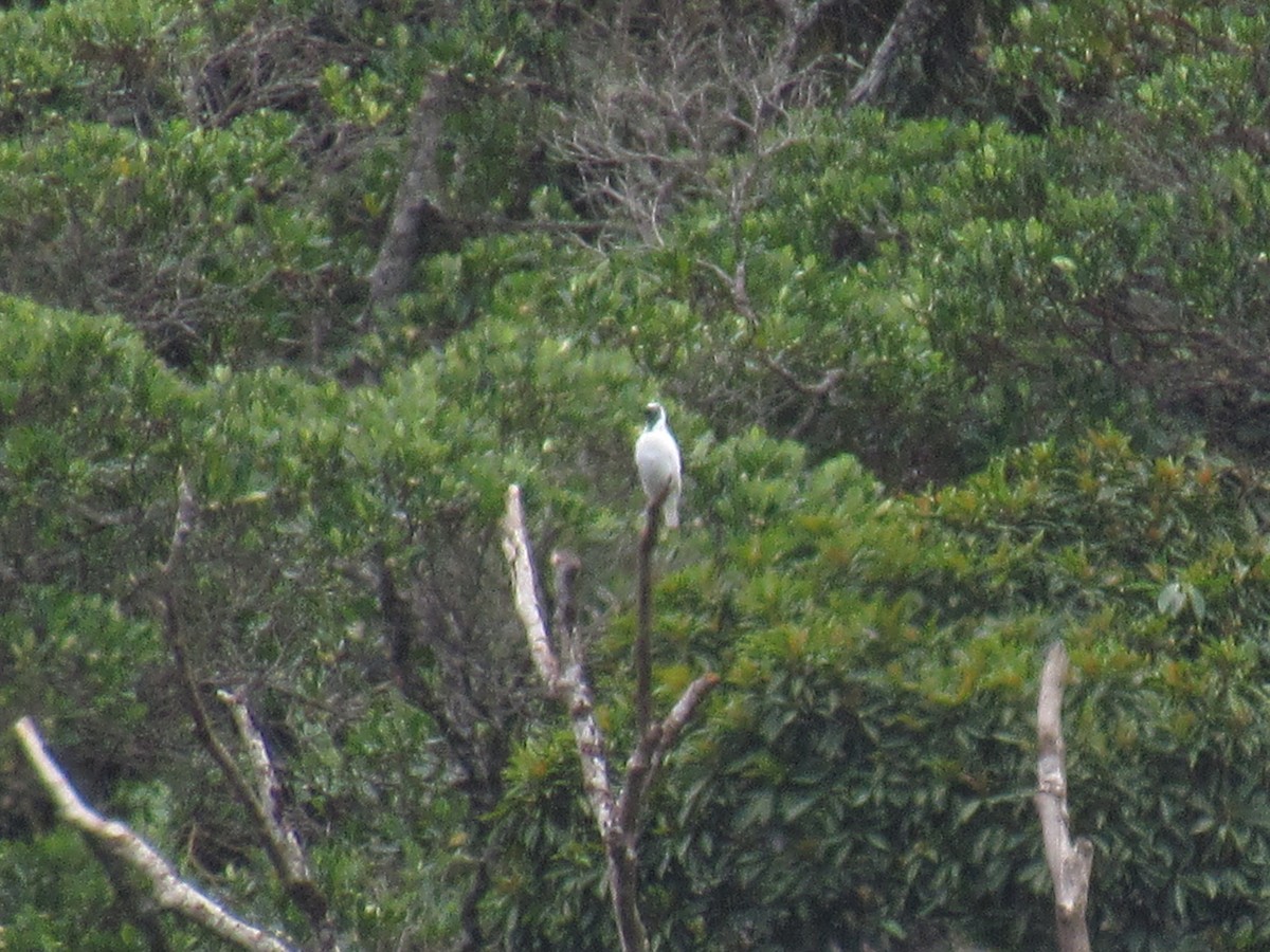 Bare-throated Bellbird - ML646234147