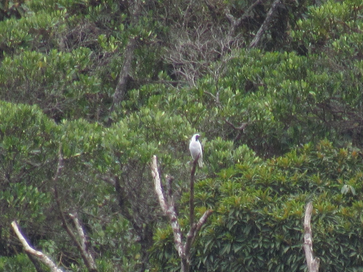 Bare-throated Bellbird - ML646234148
