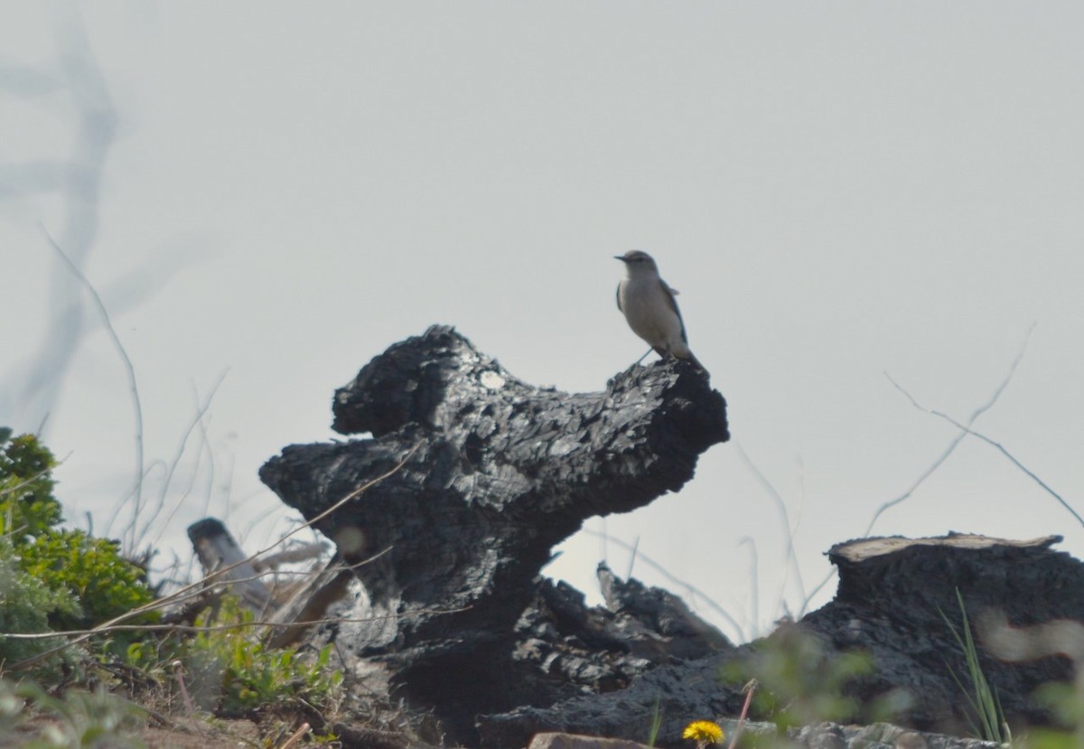 White-browed Ground-Tyrant - ML646234157