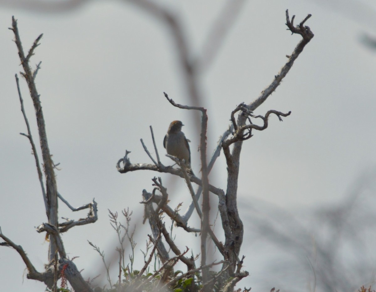 White-browed Ground-Tyrant - ML646234158