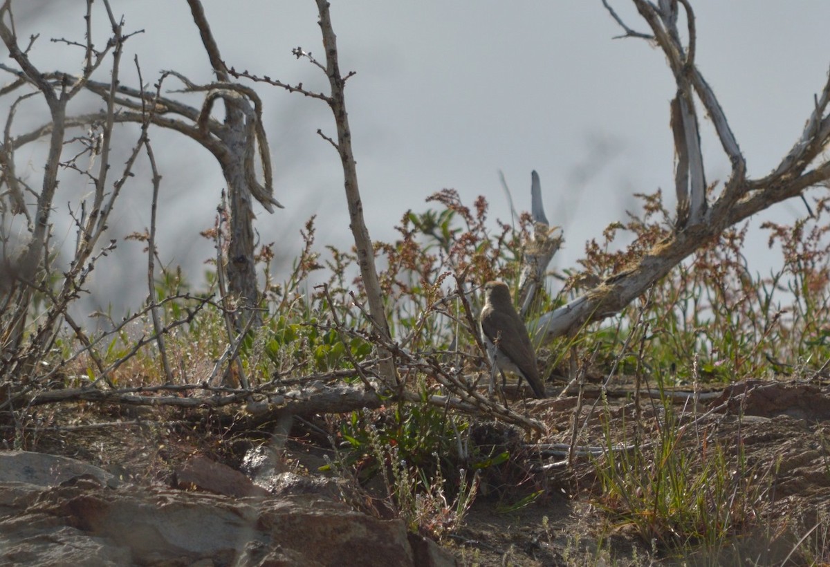 White-browed Ground-Tyrant - ML646234159